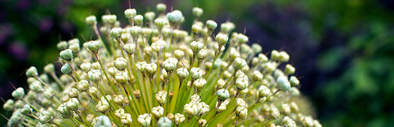 Redirection SEO plugin